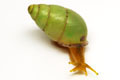 Edentulina sp. Cameroon adult